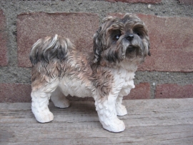 beeldje Shih Tzu bruin-wit staand