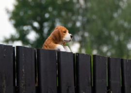 schuttinghanger Beagle