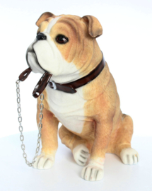 beeldje Engelse Bulldog met riem zittend