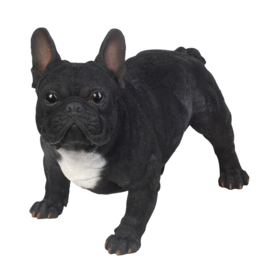 beeld Franse Bulldog zwart | 50 cm