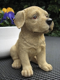 beeldje Labrador blond puppy