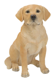 beeld Labrador blond zittend | 40 cm
