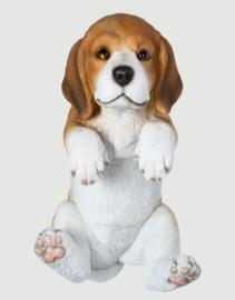 schuttinghanger Beagle