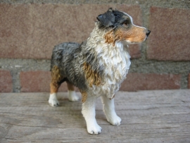 beeldje Australian Shepherd blue merle