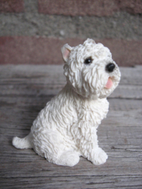 miniatuur West Highland White Terrier