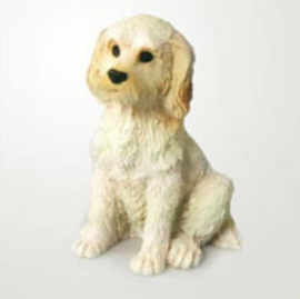 miniatuur Labradoodle blond