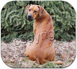 muismat Rhodesian Ridgeback