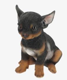 beeldje Chihuahua korthaar pup tricolour