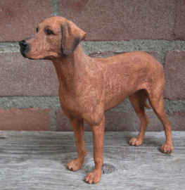 beeldje Rhodesian Ridgeback