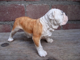 beeldje Engelse Bulldog