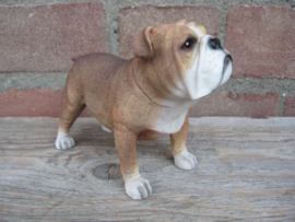 beeldje Engelse Bulldog