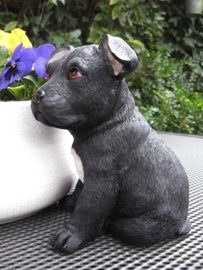 beeldje Staffordshire Terriër puppy zwart