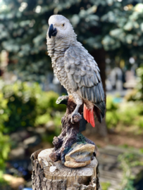 beeld Grijze Roodstaart papegaai