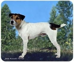 muismat Jack Russell Terriër