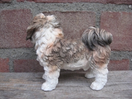 beeldje Shih Tzu bruin-wit staand