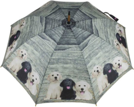 paraplu Labrador puppy's