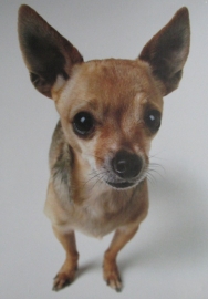 Canvasprint Chihuahua