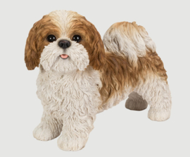 beeld Shih Tzu staand | 33 cm