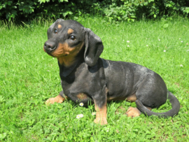 levensgroot beeld Teckel black & tan | 50 cm