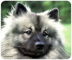 muismat Keeshond