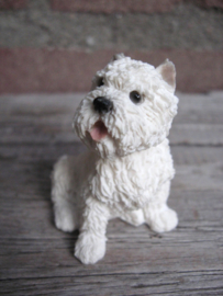 miniatuur West Highland White Terrier