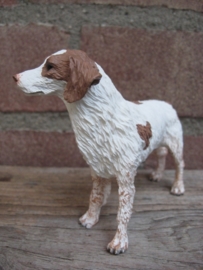 beeldje Bretonse spaniel / Brittany spaniel wit-bruin