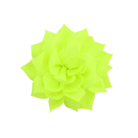 Haarbloem lotus groen (klein)