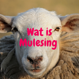 Wat is mulesing ?