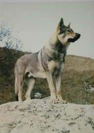 Wenskaart Tsjechoslowaakse Wolfhond  6