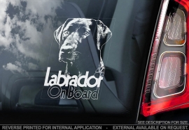 Labrador Retriever V09