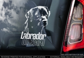 Labrador Retriever V07