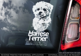 Maltheser korthaar - Malthese Terrier V01
