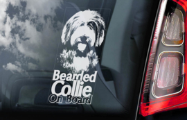 Bearded Collie V03