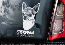 Chihuahua korthaar V03