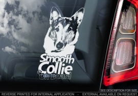 Schotse Herdershond (Collie) korthaar - Smooth Collie  V02