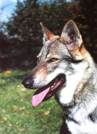 Wenskaart Tsjechoslowaakse Wolfhond  7