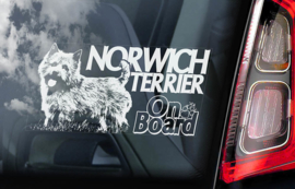 Norwich Terrier V01