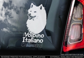 Volpino Italiano V01
