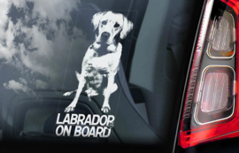 Labrador Retriever V01