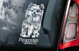 Pomeranian V01