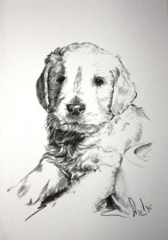 Wenskaart Golden Retriever 3 (pup)