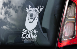 Schotse Herdershond (Collie) korthaar - Smooth Collie V03