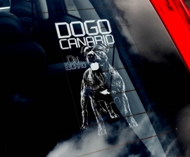 Dogo Canario ongecoupeerd - V02