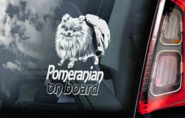 Pomeranian V02