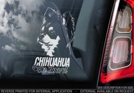 Chihuahua langhaar V04