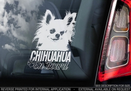 Chihuahua langhaar V05
