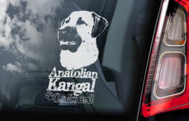 Anatolische Herder - Anatolian Sherpherd- Kangal V01