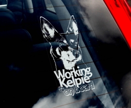 Australian Kelpie