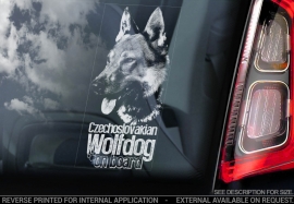 Tsjechoslowaakse Wolfhond - Czechoslovakian Wolfdog   V06