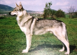 Wenskaart Tsjechoslowaakse Wolfhond 1